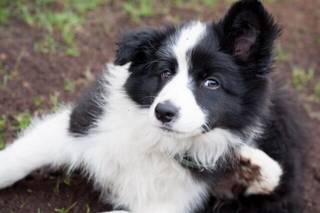 Best Puppy Dog Foods for Border Collies
