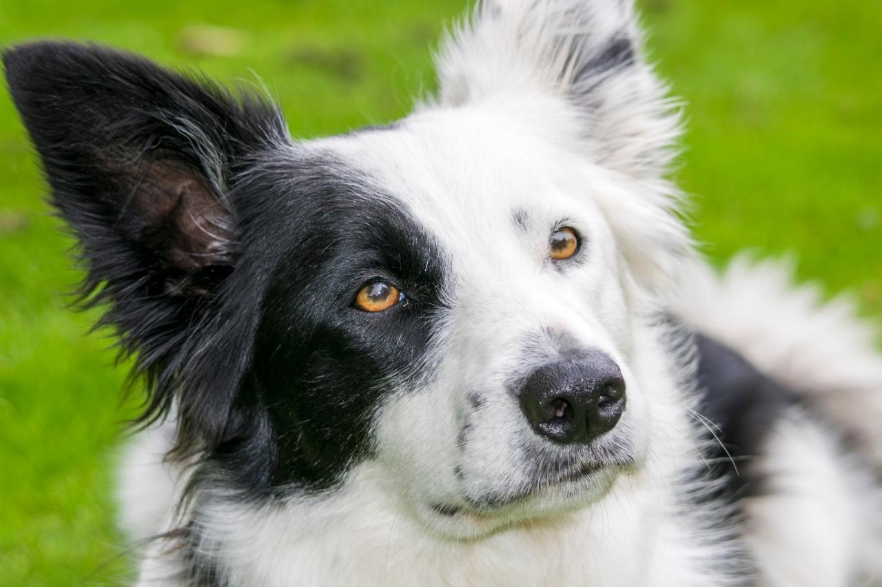 The Best Dehydrated Dog Foods for Border Collies