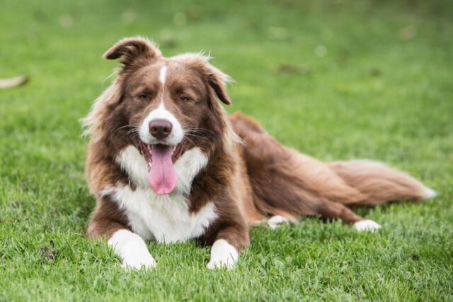 best dog foods for border collies