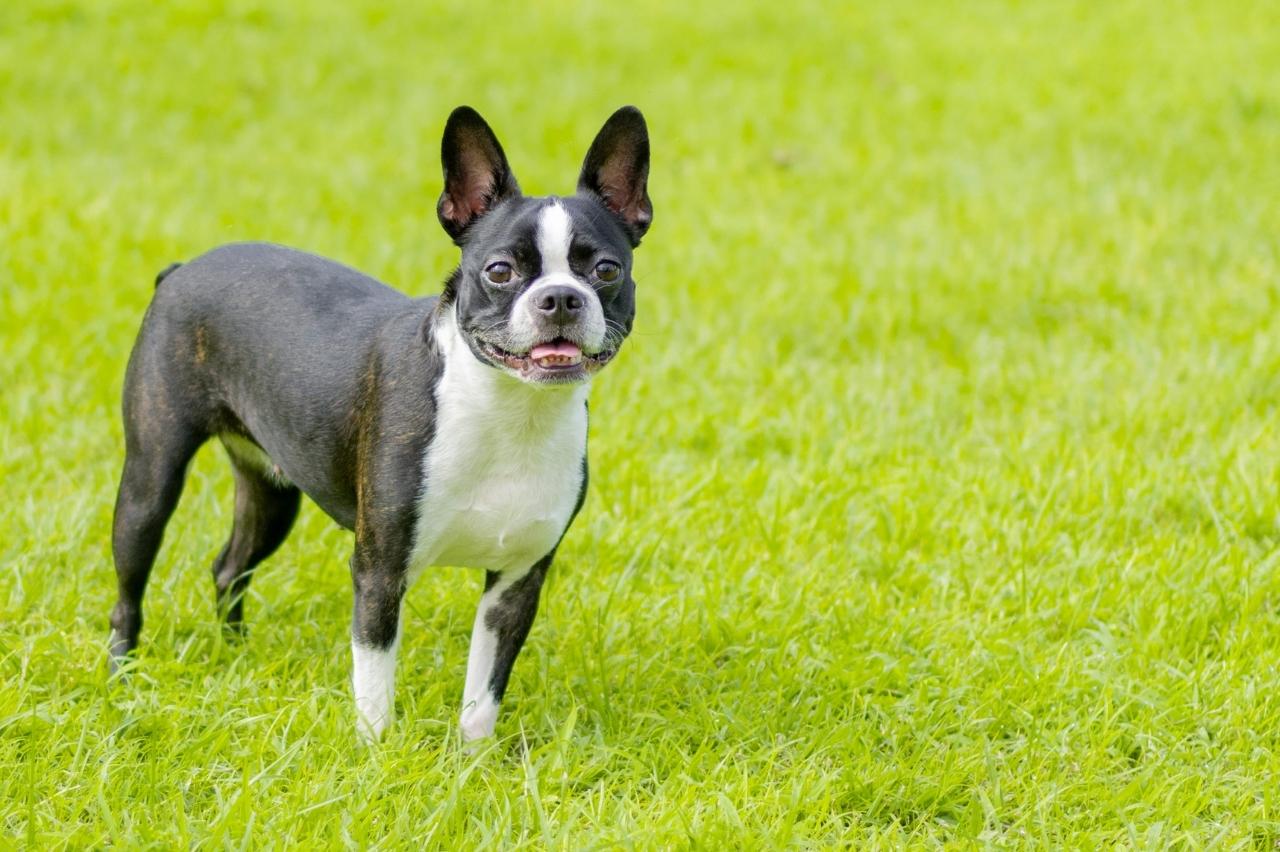 9 Best Dry Dog Foods for Boston Terriers