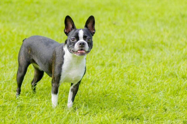 best dry dog foods for boston terriers