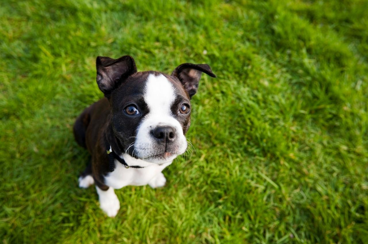 what should i feed my boston terrier puppy