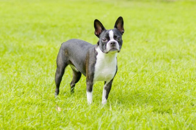Best dehydrated dog foods for Boston Terriers