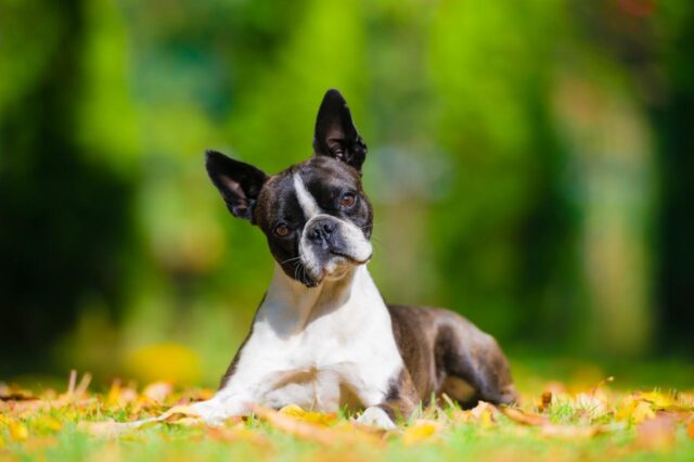 best dog foods for boston terriers