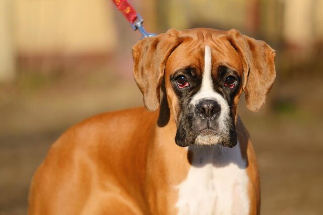 best dry dog foods for boxers