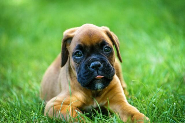 Best Puppy Dog Foods for Boxers