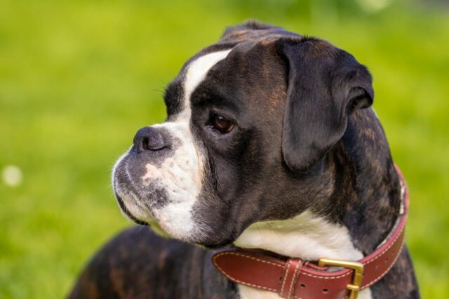 Best dehydrated dog foods for Boxers