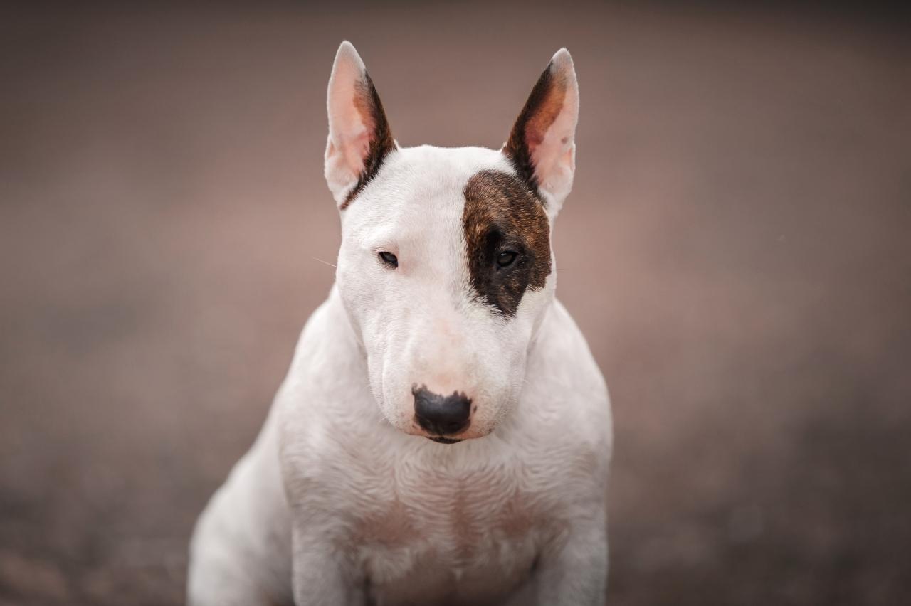 best dry dog foods for bull terriers