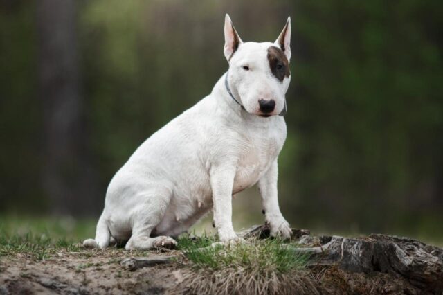 Best dehydrated dog foods for Bull Terriers
