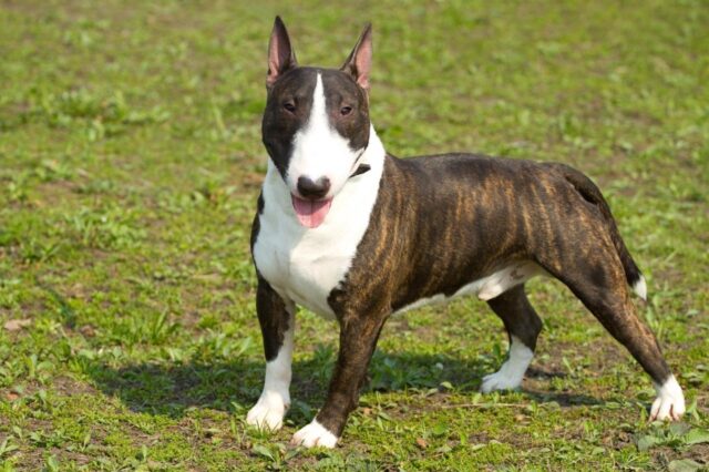 best dog foods for bull terriers