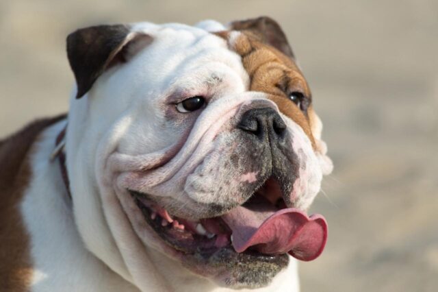 best dry dog foods for bulldogs