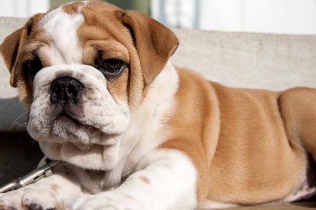 Best Puppy Dog Foods for Bulldogs