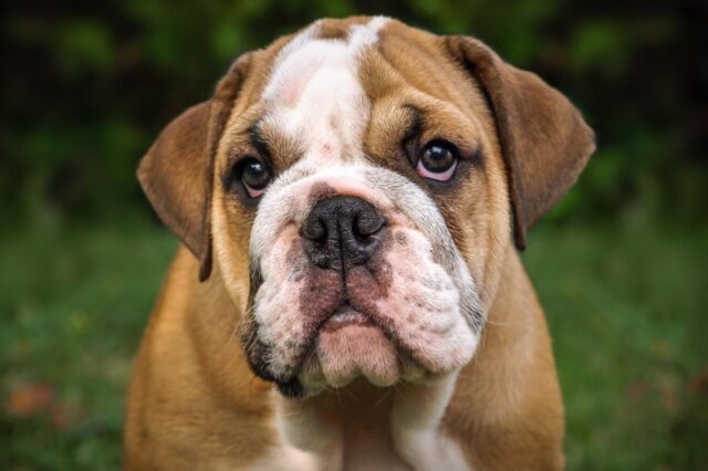 Best dehydrated dog foods for Bulldogs