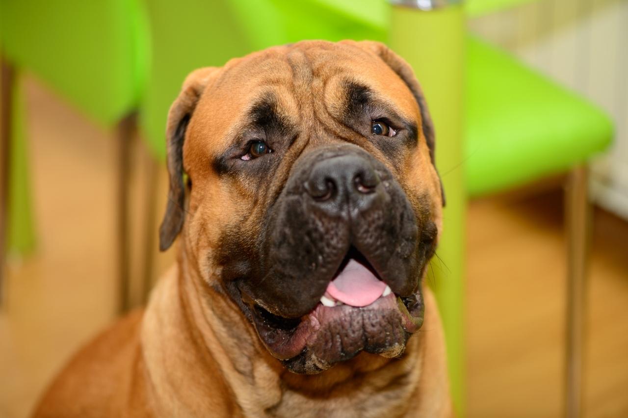 best dog foods for bullmastiffs