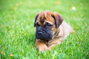 9 Best Puppy Dog Foods for Bullmastiffs