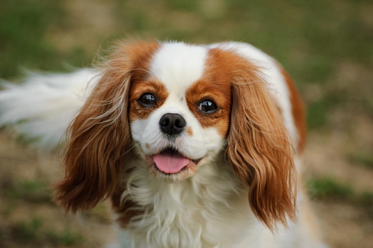 9 Best Dry Dog Foods for Cavaliers