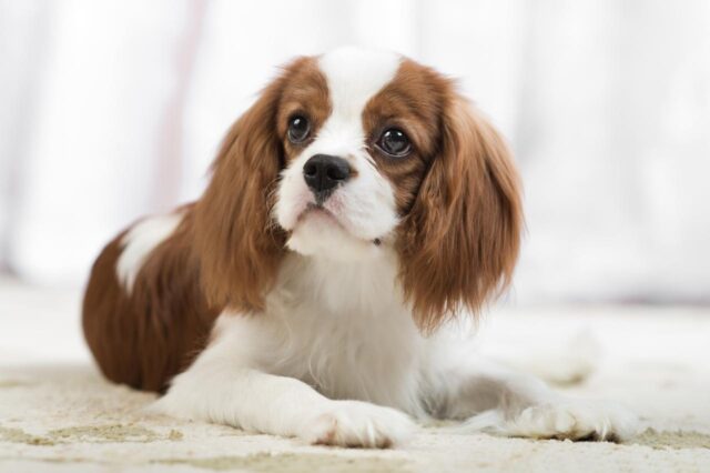 Best Puppy Dog Foods for Cavaliers