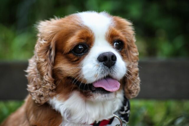 best dog foods for cavaliers