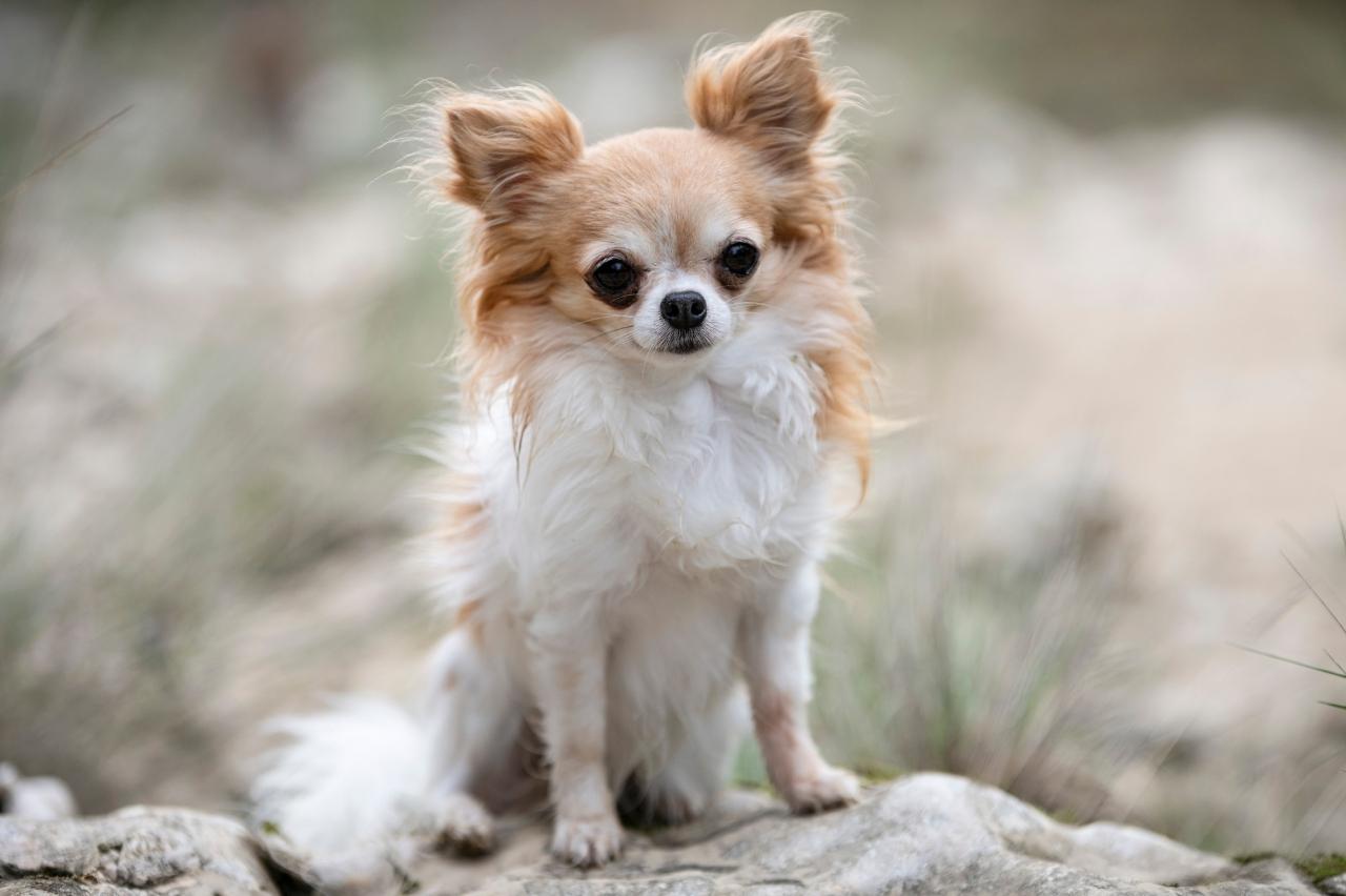 9 Best Dry Dog Foods for Chihuahuas