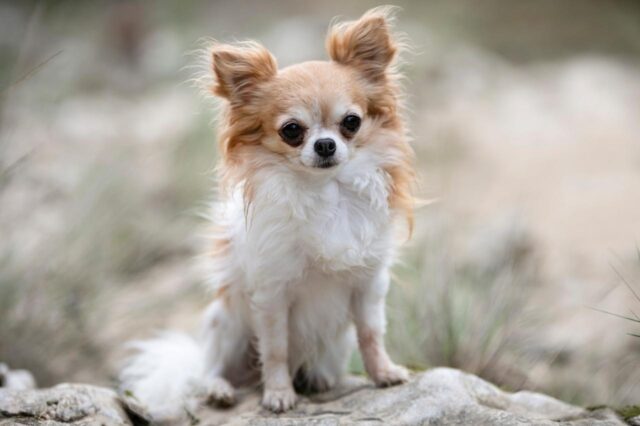 best dry dog foods for chihuahuas