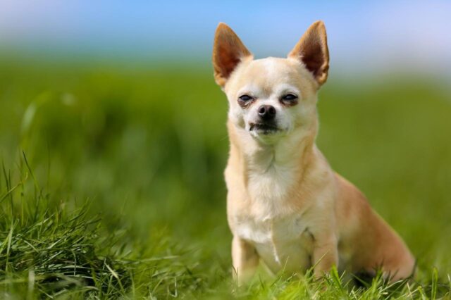 Best dehydrated dog foods for Chihuahuas