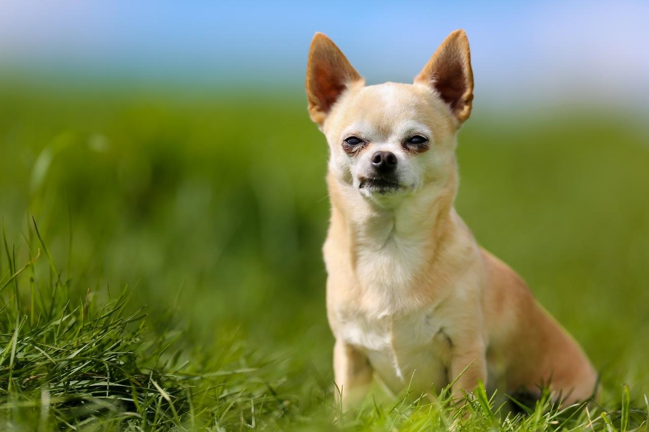 The Best Dehydrated Dog Foods for Chihuahuas