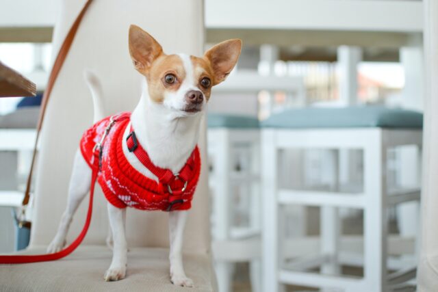 Chihuahua wearing sweater