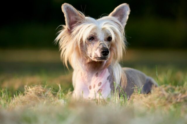 best dry dog foods for chinese crested dogs