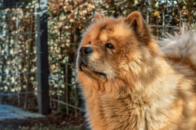 Best dehydrated dog foods for Chow Chows