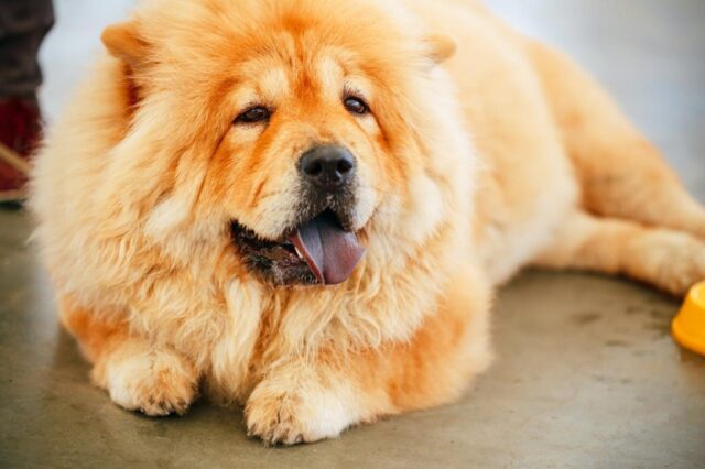 best dog foods for chow chows