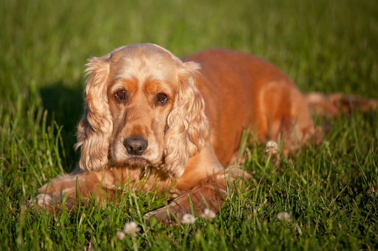 The 8 Best Dog Foods For Cocker Spaniels – 2024