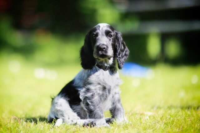 Best Puppy Dog Foods for Cocker Spaniels