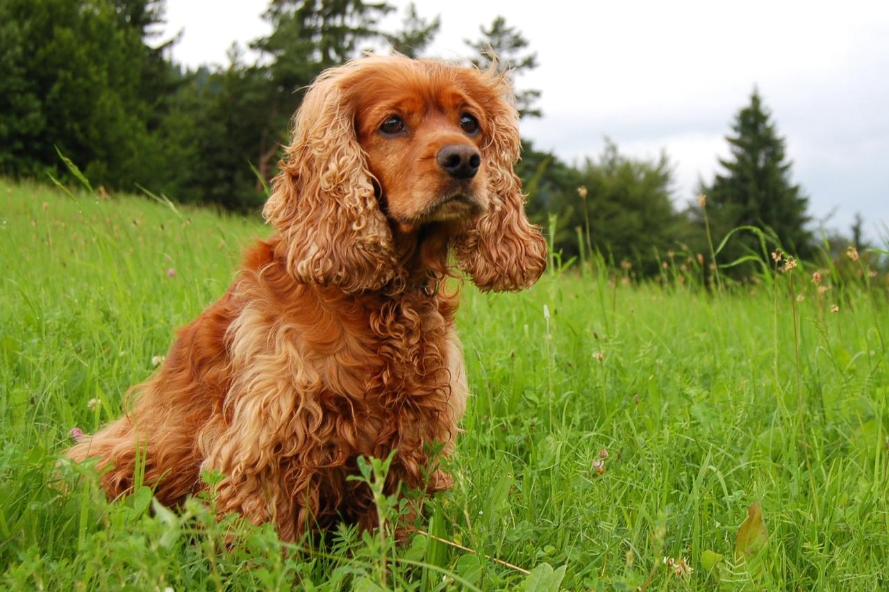 are bones easily digested by a american cocker spaniel