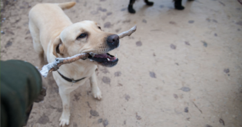 PetWireDaily — 7 Best Collagen Sticks For Dogs