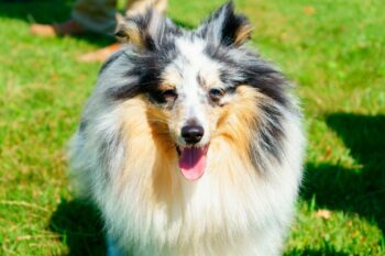 best adust  canine  foods for collies