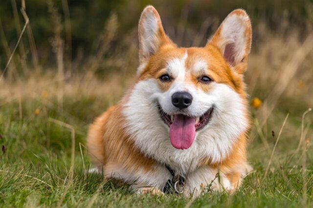 best dry dog foods for corgis