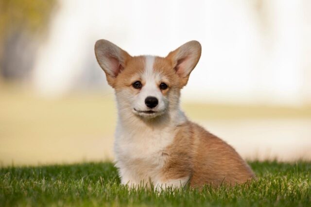 Best Puppy Dog Foods for Corgis