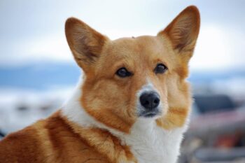 Best dehydrated dog foods for Corgis