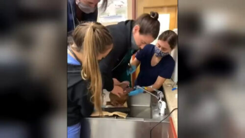 Picture of Veterinarian Wants You To Be Prepared In The Event Your Dog Chokes ...