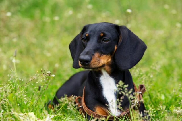 best dry dog foods for dachshunds