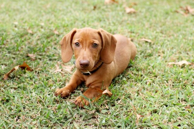 Best Puppy Dog Foods for Dachshunds