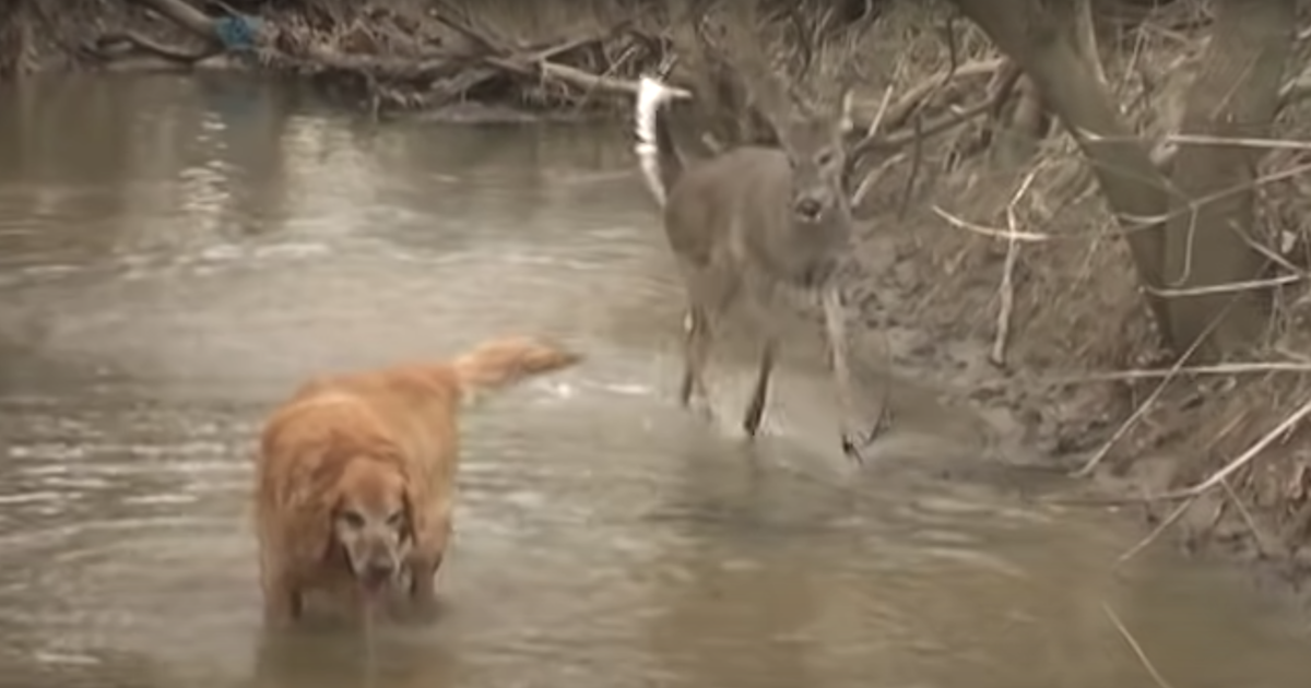 Dancing deer with dog