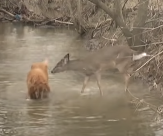 Deer approaching dog