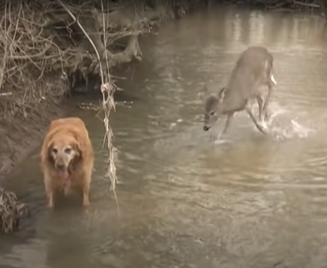 Deer jumps near dog