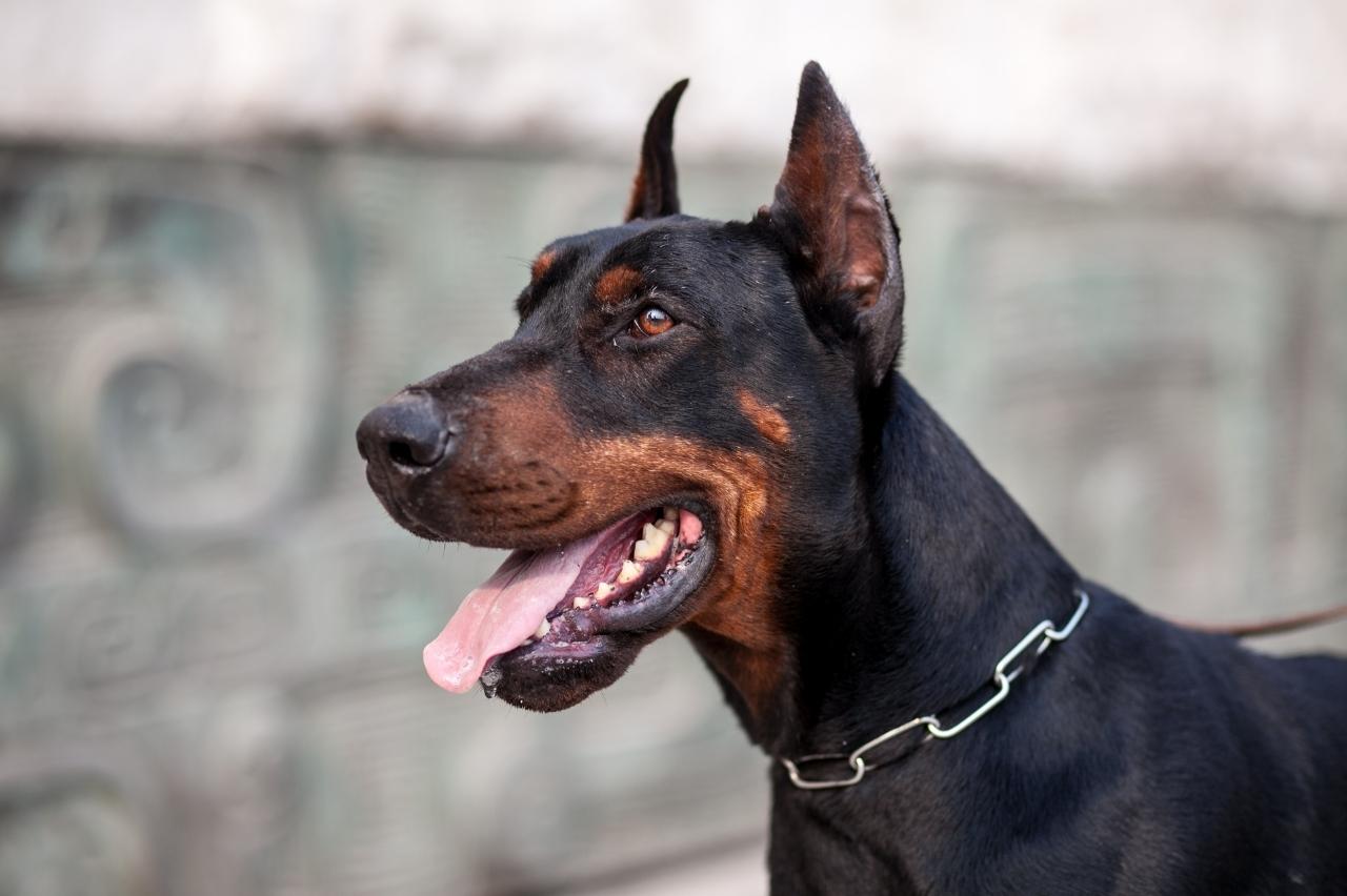 best dry dog foods for dobermans