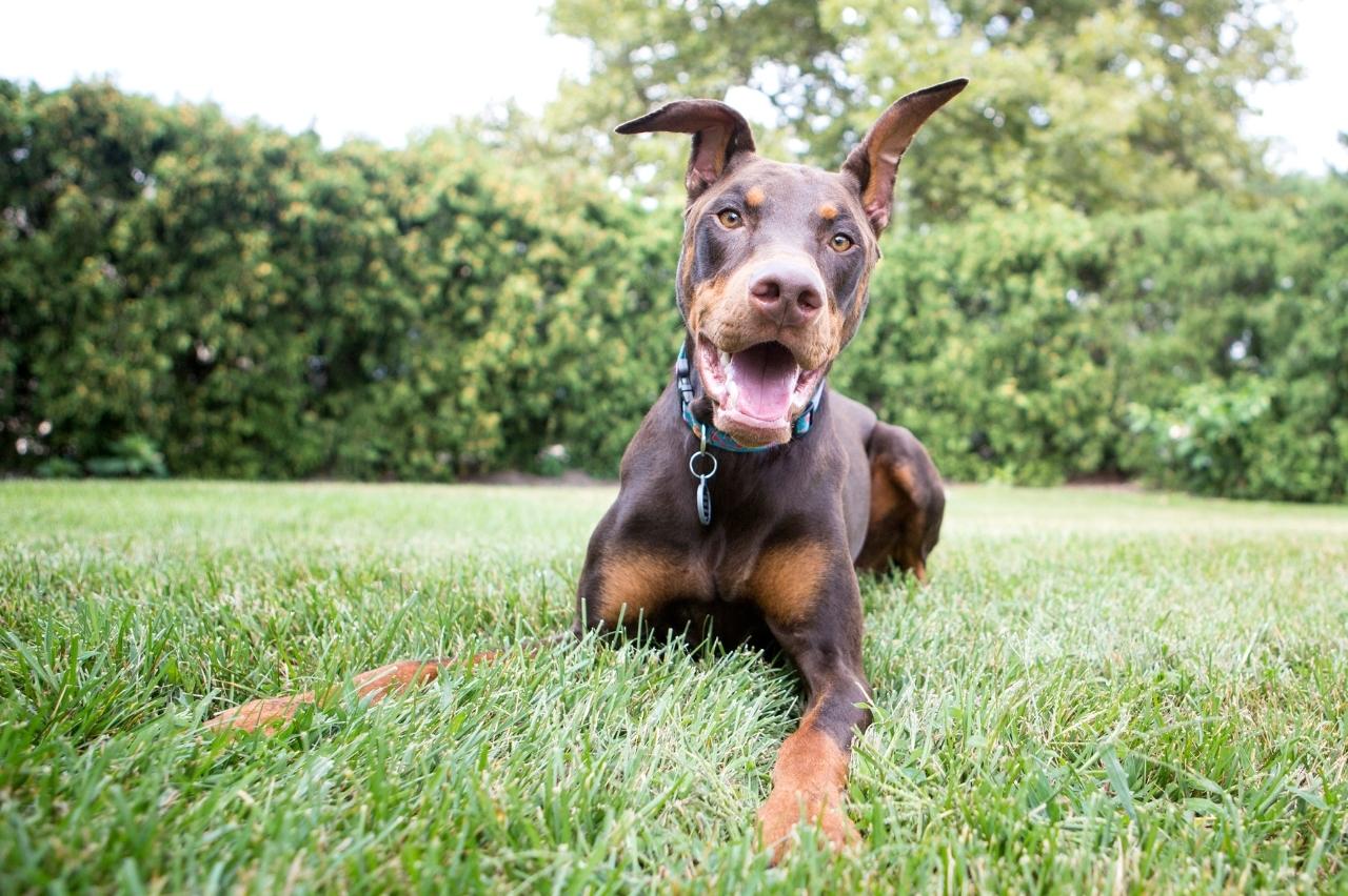 best dog foods for dobermans