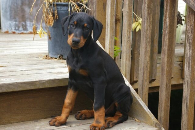 Best Puppy Dog Foods for Dobermans