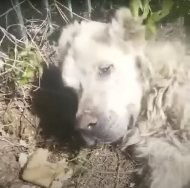 Dog abandoned near fence
