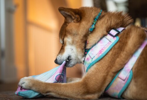 Picture of 10 Best Anti-Chew Sprays For Dogs