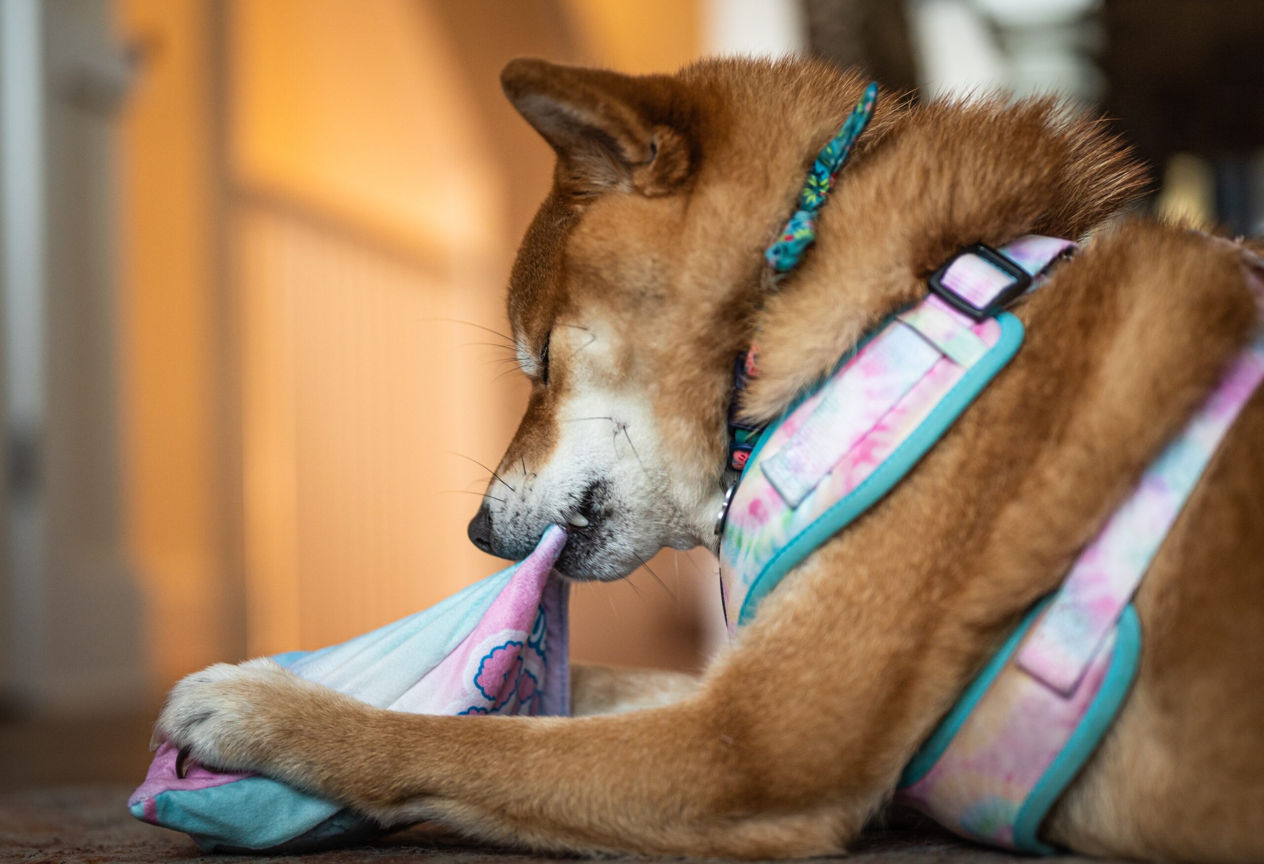 Dog chewing on plush object